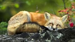 Happy Animals foxes