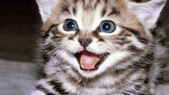 Happy cats blue eyes