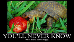 Happy grass turtles strawberries