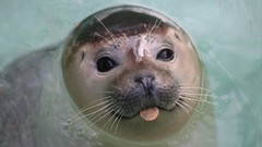 Harbor zoo serbia Belgrade