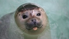 Harbor zoo serbia Belgrade