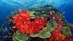 Hard soft coral Aquarium