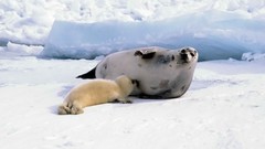 Harp Seals