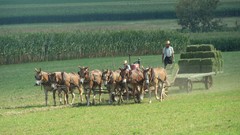 Harvest are nice always high amish weizer