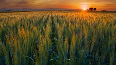Harvest California golden valleys