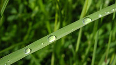 Has Duke ellington in