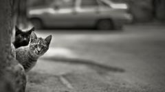 Has version anyone higher Resolution