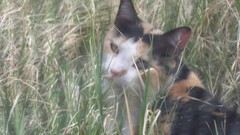 Haven caturday is Almost