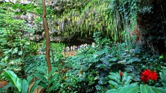 Hawaii Ferns Kauai