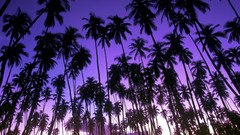 Hawaii palm trees grove