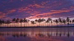 Hawaii palm trees ponds