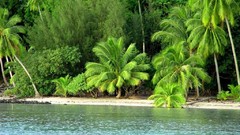 Hawaii palm trees Sea