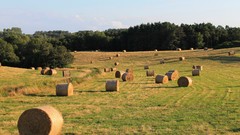 Hay fields sunlight forests