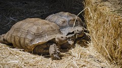 Hay Reptiles turtles