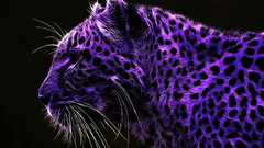 Hd cheeta purple ohz