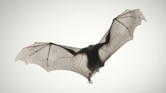 HDR Photography bats