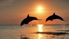 HDR Photography Dolphins