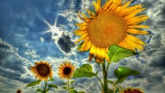 HDR Photography skyscapes Sunflowers