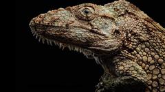 Head lizards geckos reptile