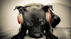 headphones beats Music dog Animals Mammals