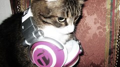 Headphones cats