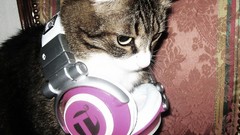 Headphones cats Animals