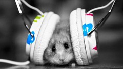 Headphones Music Animals hamsters