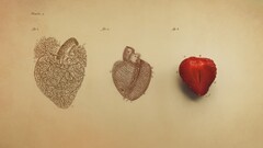 heart digital art Minimalism simple Simple Background organs