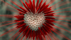 Heart lion Supernatural