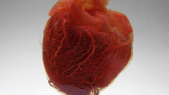 Heart realism National geographic