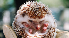 Hedgehog Animals fat cute