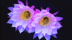 Hedgehog cactus Flowers flower