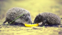 Hedgehogs