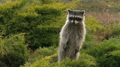 Hedreamy and hypnotic Animals