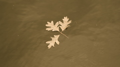 Hello wg rarely ever