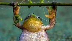Help Frogs