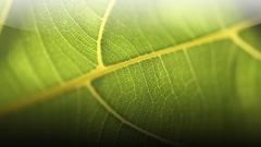 Here leaf upcloseleave