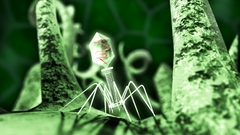 Here media version res higher enterobacteria