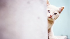 Here sorry bigger Resolution