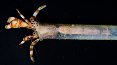 Hermit tube howard hires