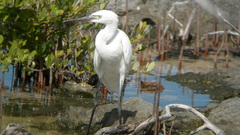 Heron ardea genus Birds