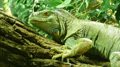 Hi res Reptiles animalhires