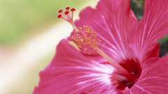 Hibiscus pink flowers