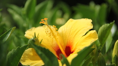Hibiscus yellow flowers