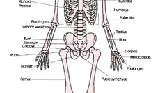 High anatomy any Resolution anteriorskeleton