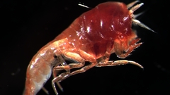 High animal bulldog amphipod