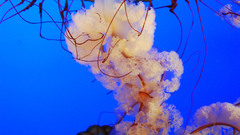 High Aquarium and Fish