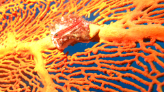 High Aquarium and Fish