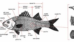 High Aquarium and Fish