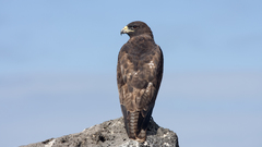 High bird Galapagos hawk